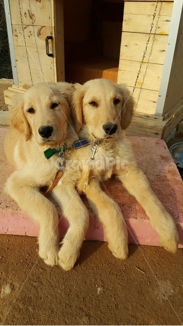 강아지,멍멍이,리트리버,골든리트리버,애완견,동물,animal,포유류,mammal,개,강아지,dog,doggy