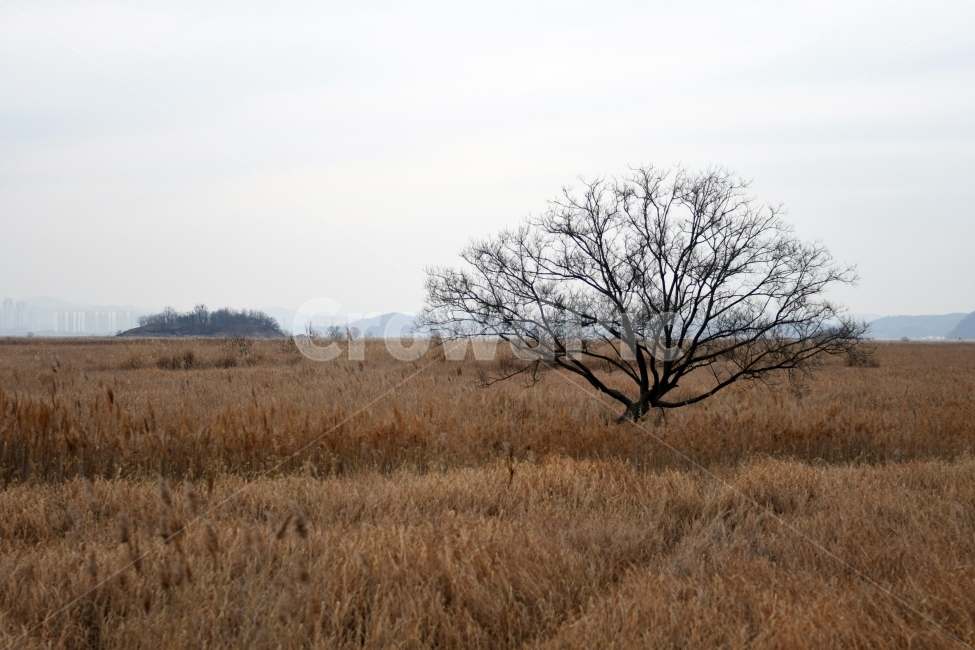 갈대,갈대밭,우음도,겨울갈대,길,풍경,강아지풀,겨울,계절,winter,season,자연,풍경,nature,landscape,한국자연풍경,한국자연경관,korea nature landscape,식물,plants,나무,trees,wood,grassland,목초지,outdoors,옥외,savanna,대초원,field,들