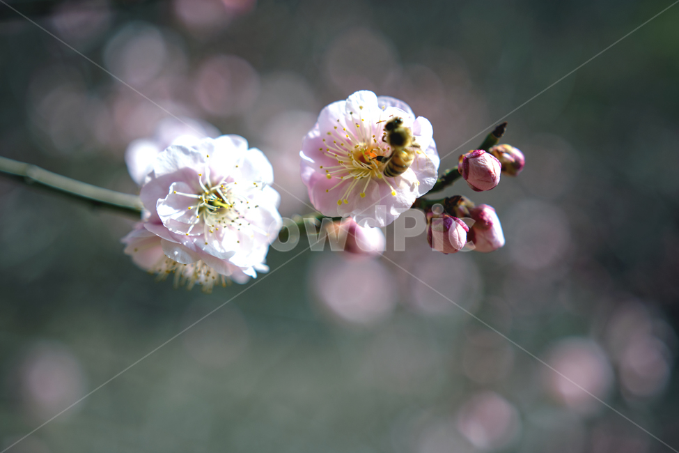 홍매화,꿀벌,분홍색,봄,몽우리,꽃잎,봄,계절,spring,season,식물,자연,plants,nature,꽃,flower,동물,animal,곤충,벌레,insect,bug,감성,sensible,feeling,plant