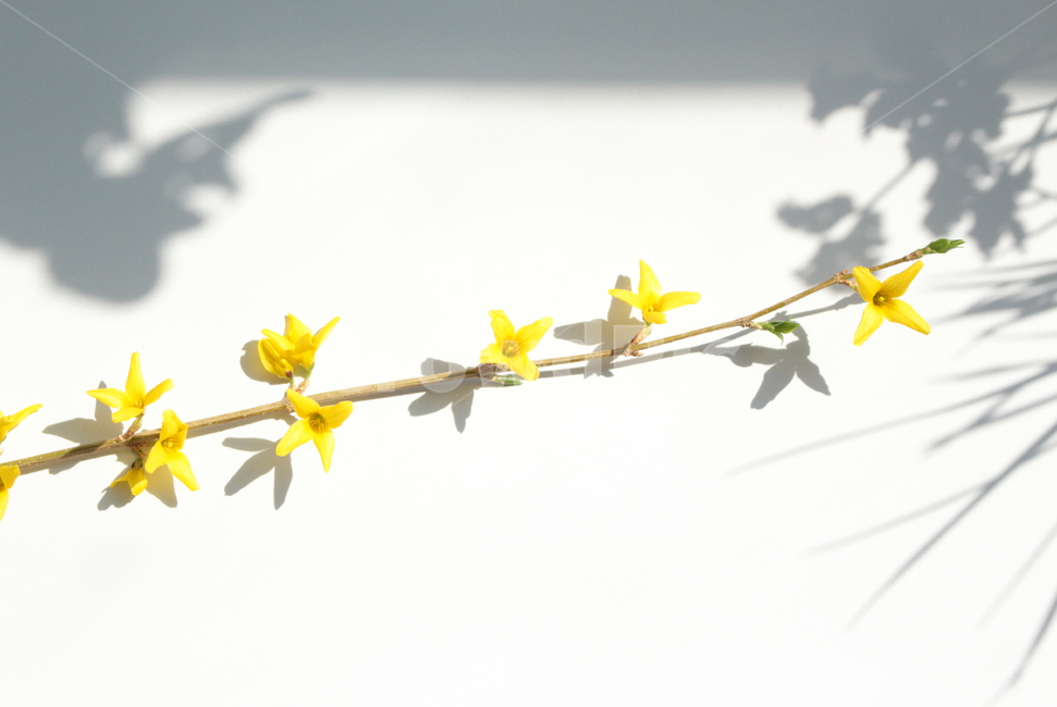 plant,식물,blossom,꽃,flower,개나리