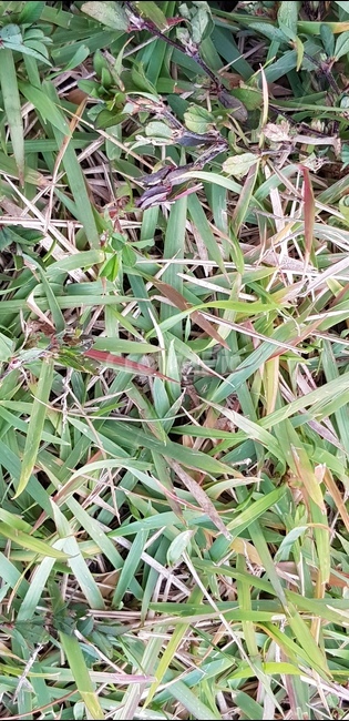 잔디,풀,잔디밭,녹색,초록색