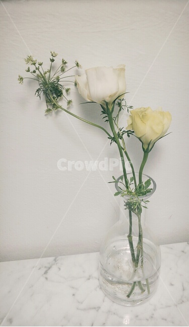 인테리어,꽃,생화,물병,카페,장미,화이트,실내용화초,화분,화초,house plant