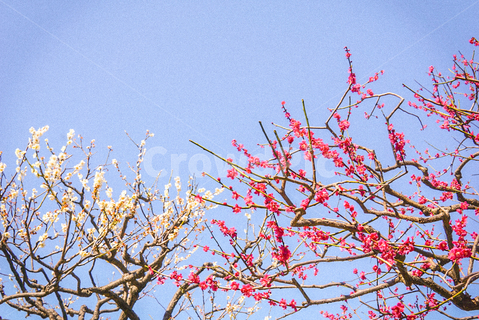 봄,꽃,flower,spring,sakura,봄,계절,spring,season,식물,자연,plants,nature,꽃,flower,plant