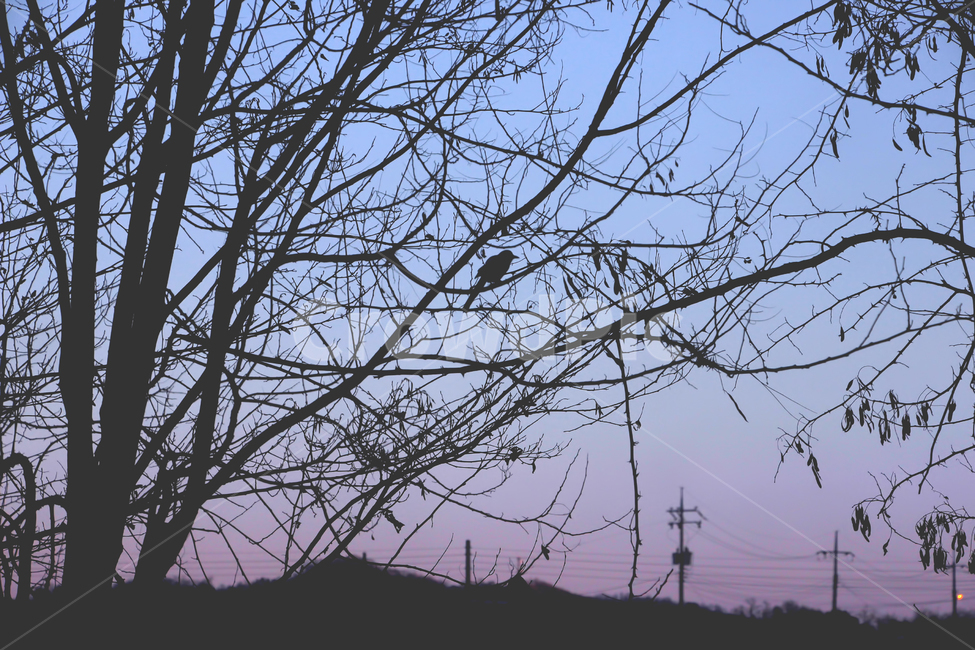 실루엣,까마귀,색감,풍경,나무,나뭇가지,겨울,계절,winter,season,식물,자연,plants,nature,나무,trees,wood,동물,animal,조류,새,birds,실루엣,그림자,silhouette,shadow,감성,sensible,feeling,색깔,색상,색채,색감,color sense,color sensitivity,feeling of color