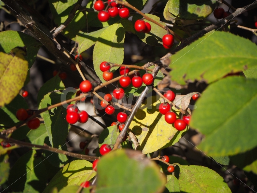 열매,빨강,햇살,보색,일상,자연,빨간열매,빛,산책,낮,색감,emotion,daily,sensible,feeling,healing,snap,스냅,landscape,감성사진,음식,식재료,요리,food,cook,meal,dishes,food reserves,과일,열매,fruit