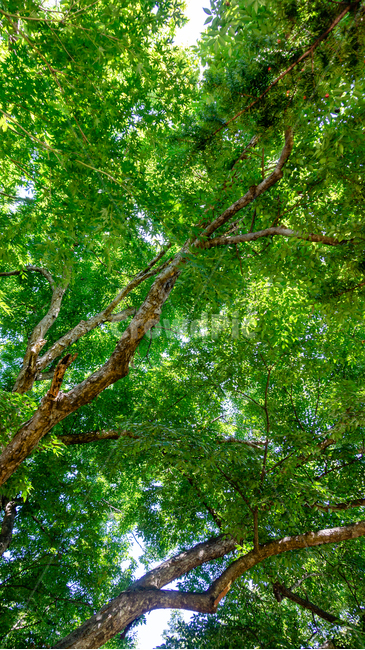나무,잎,숲,자연,풍경,식물,자연,plants,nature,나무,trees,wood