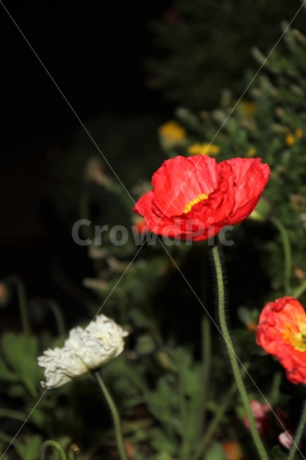 4월,여의도,양귀비꽃,야경,화분,식물,자연,plants,nature,꽃,flower