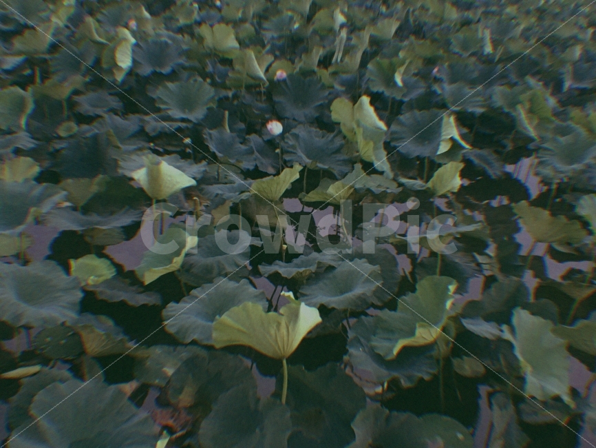 연꽃,꽃,자연,풍경,연잎,식물,필터,필터사진,자연,풍경,nature,landscape,plant