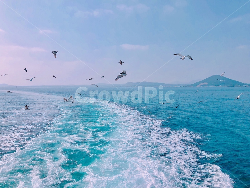 바다,갈매기,제주도,commongull,풍경,sea,jejuisland,여행,배,boat,trip