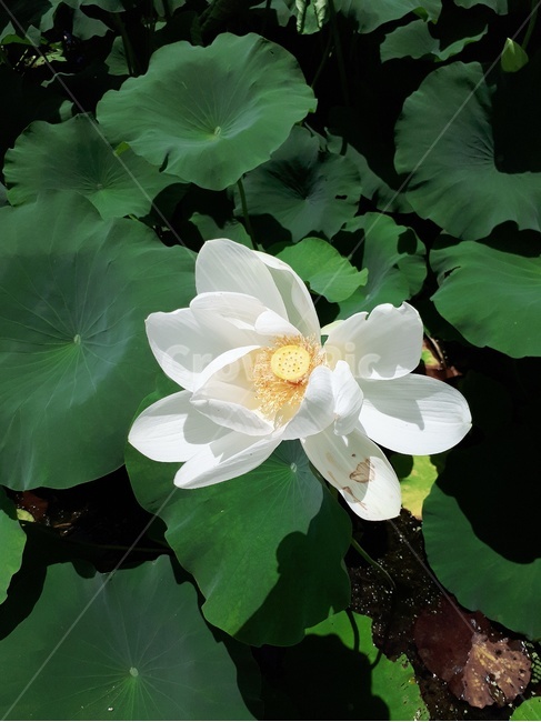 하얀색꽃,연꽃,잎,초록색,자연,식물,자연,plants,nature,꽃,flower