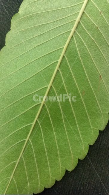 plant,leaf,잎,veins,정맥,잎맥,잎사귀,식물,식물,자연,plants,nature