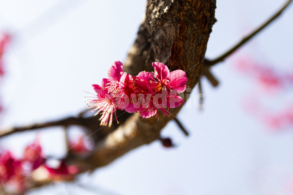 매화,매화꽃,홍매화,redplumflower,plumblossom,blossom,꽃,봄꽃,봄,계절,spring,season