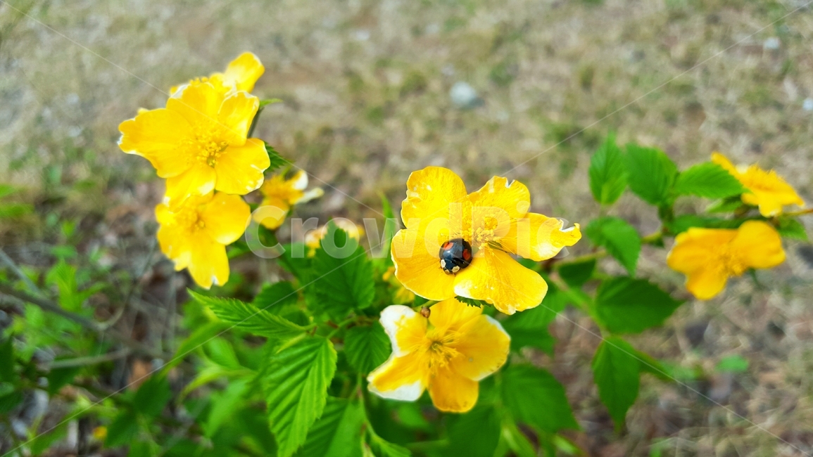 무당벌레,꽃,노란꽃,자연,식물,plant,풀
