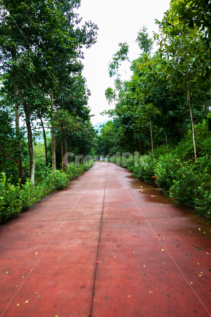 숲길,길,산책길,투시,나무,outdoors,path,옥외,통로,garden,정원,도로