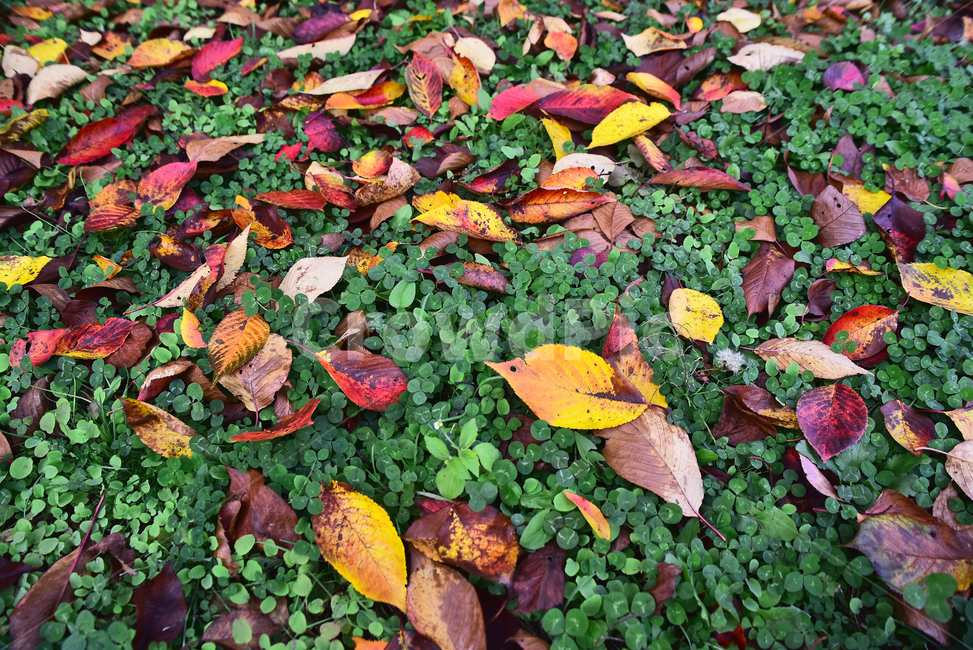 가을,가을배경,가을감성,낙엽,잎,잎새,이파리,잎사귀,옥외,야외,아웃도어,fall,autumn,outdoor,leaf,maple,colorful,season,background,natural,식물,plant,토끼풀,자연,계절,시즌,백그라운드,칼라풀,컬러풀,늦가을,가을,계절,fall,autumn,season,ground,바닥,tree,나무