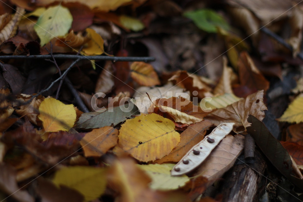 leaf,잎,plant,식물,가을,단풍