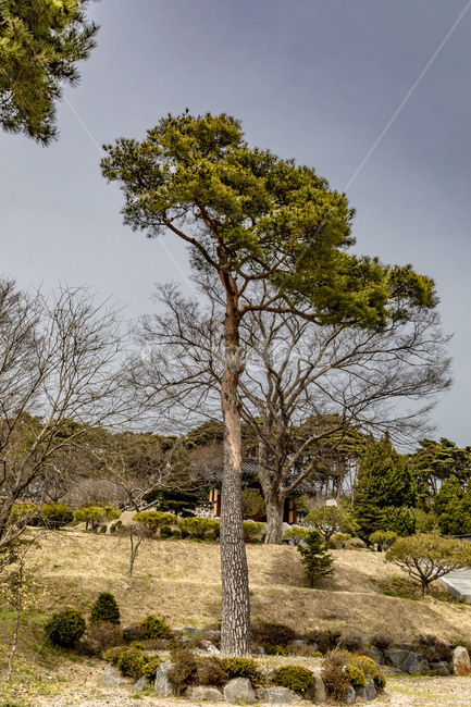 선정묘,노송,소나무,선정묘일곽,문화재,사당,한국전통,한국문화,korean traditional,korean culture