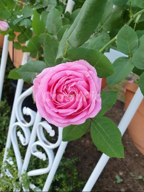 장미,꽃,rose,pink,식물,flower,식물,자연,plants,nature,꽃,flower