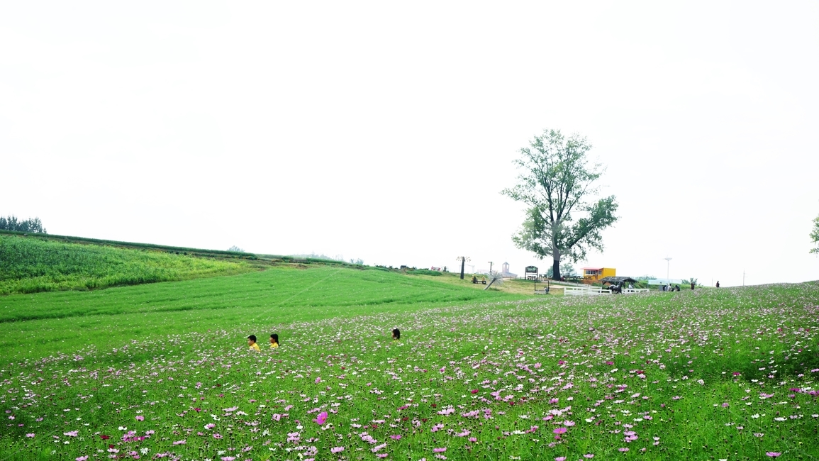 코스모스,야생화,꽃,초원,나무,가을,자연,풍경,nature,landscape,outdoors,옥외,grassland,목초지,field,들