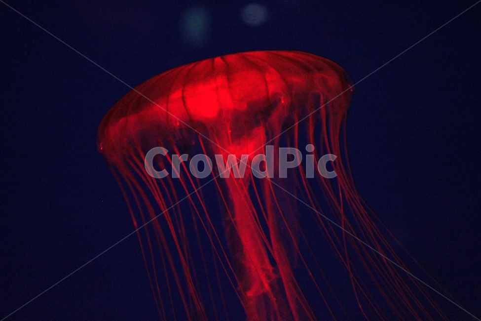 수족관,물고기,동물,해양,생물,심해,바다,sealife,해파리,invertebrate,jellyfish,무척추동물,swimming,aquarium,동물,animal