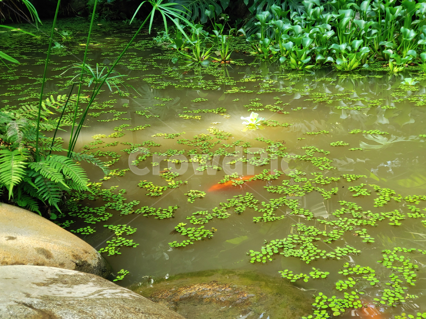 nature,자연,outdoors,옥외,land,water,물,연못,잉어,물고기,열대우림