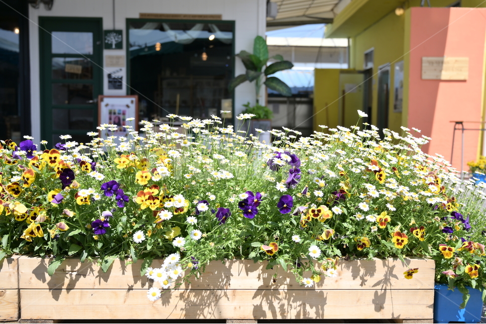 꽃,flower,여름,summer,따뜻함