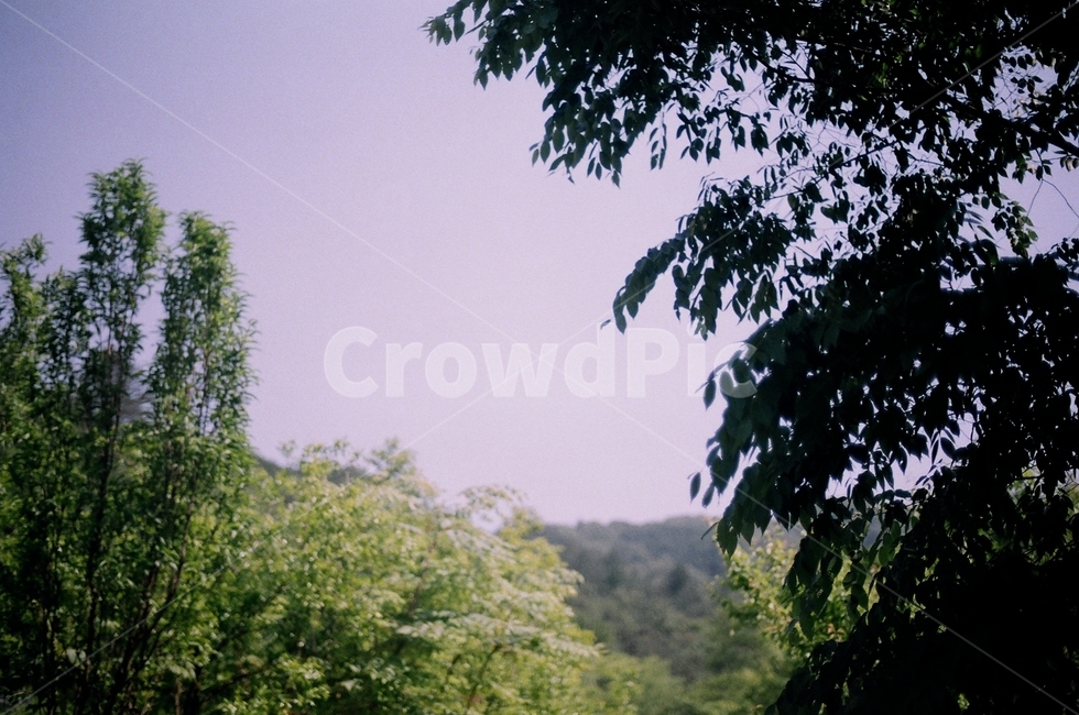 수목원,자연,nature,풍경,landscape,film,필름사진