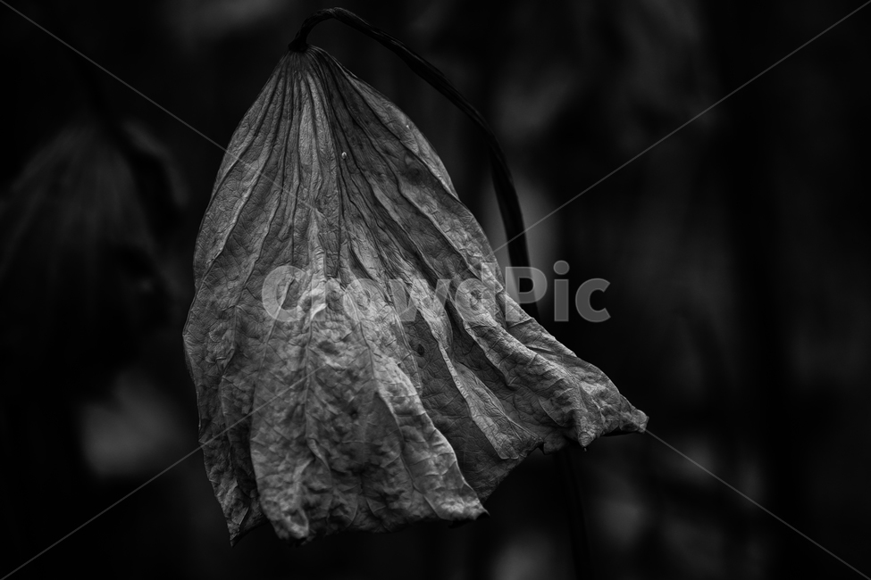 겨울,연잎,잎,잎파리,연밭,식물,자연,plants,nature,흑백,모노톤,monochrome,black and white