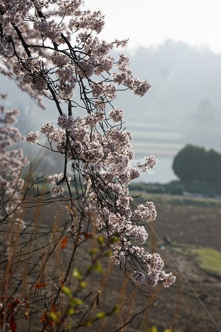 꽃,벚꽃,벚나무,봄,나무,자연,식물,초록색,nature,trees,spring,계절,흰색,flower,감성사진,sakura,season,green,가로수,봄,계절,spring,season,식물,자연,plants,nature,꽃,flower,plant,blossom
