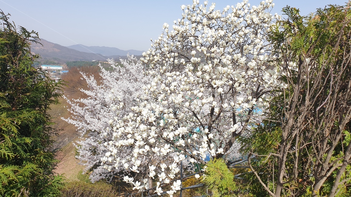 벚꽃,꽃,봄,밤벚꽃,학교벚꽃