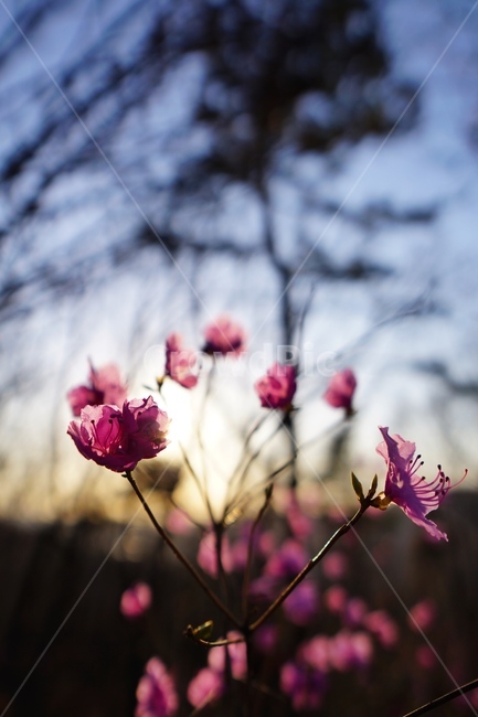 진달래,꽃,봄꽃,봄,제라늄,plant,식물