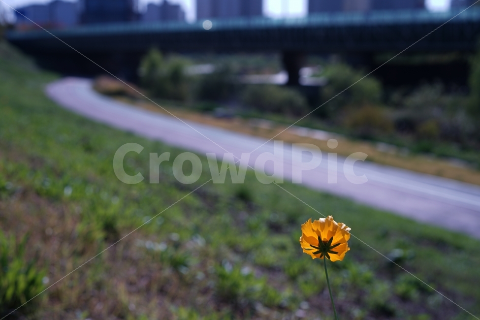 	가을,꽃,플라워,옐로우,노랑,일상,감성사진,감성,느낌,계절,풍경,길,거리,산책,나들이,자연,식물,자연,plants,nature,꽃,flower