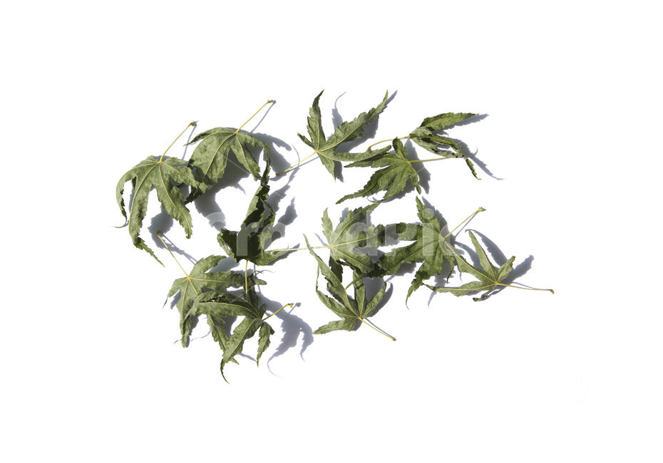 마른,말린,단풍잎,단풍,나뭇잎,잎,잎사귀,이파리,자연,식물,흰배경,떨어진,시든,시들다,녹색,그린,초록색,탑,탑뷰,탑앵글,식물,자연,plants,nature
