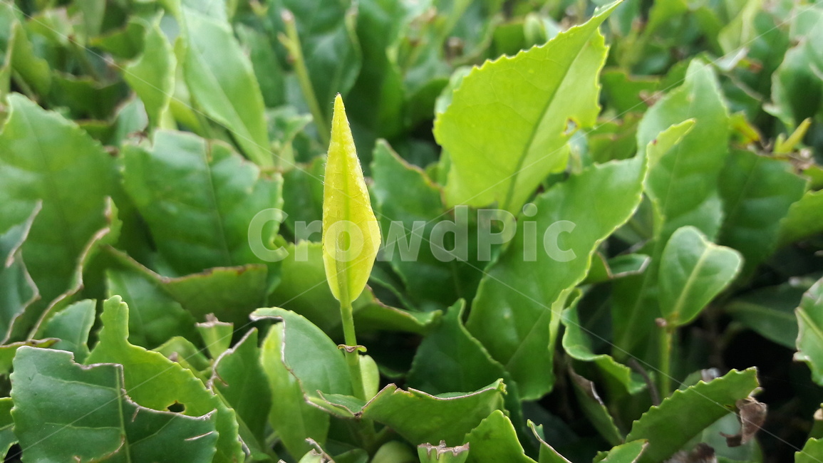 plant,식물,잎,leaf,나무,tree