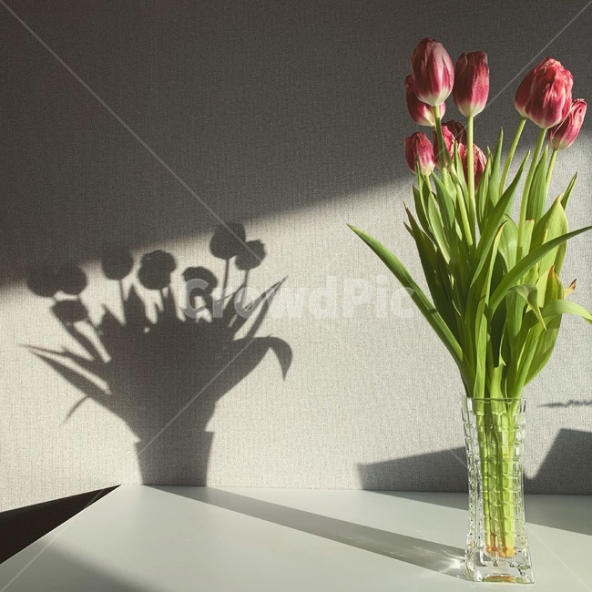 배경,자연,꽃,튤립,집,실내용화초,화분,화초,house plant