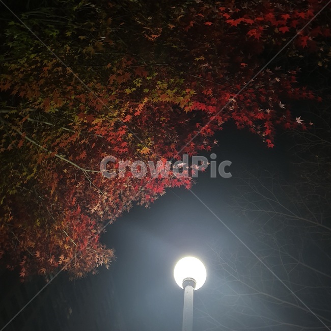 자연,가을,단풍,낙엽,나뭇잎,나뭇가지,가로등,밤,하늘,식물,plant,tree,leaf,잎
