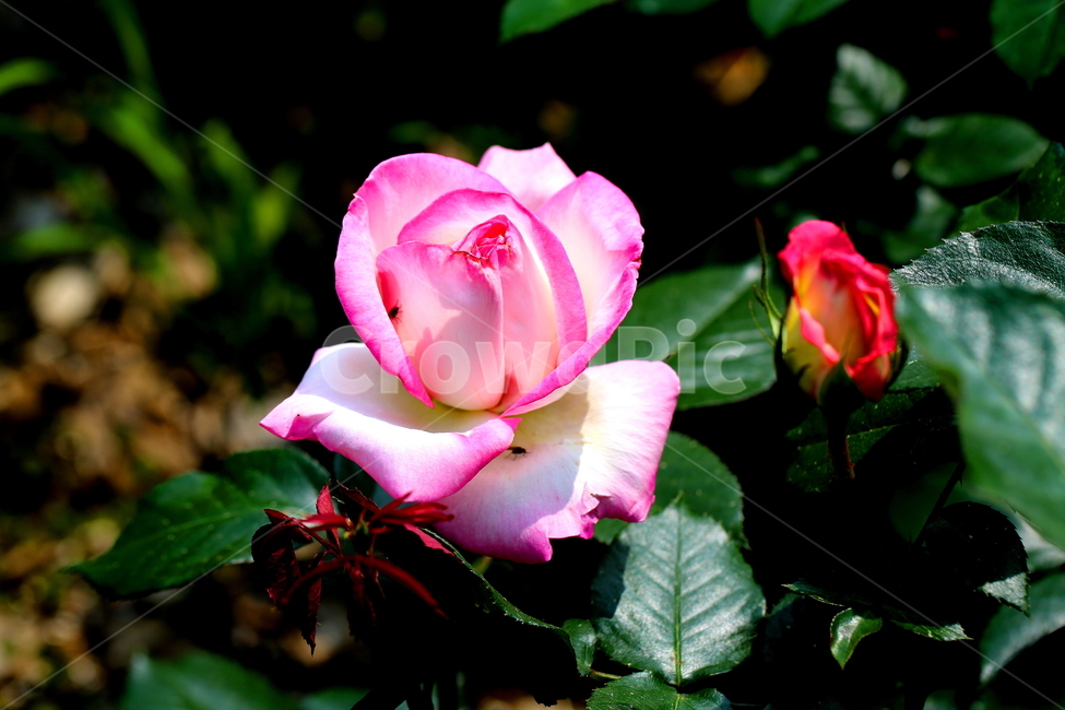 식물,꽃,장미,봄,자연,식물,자연,plants,nature,꽃,flower