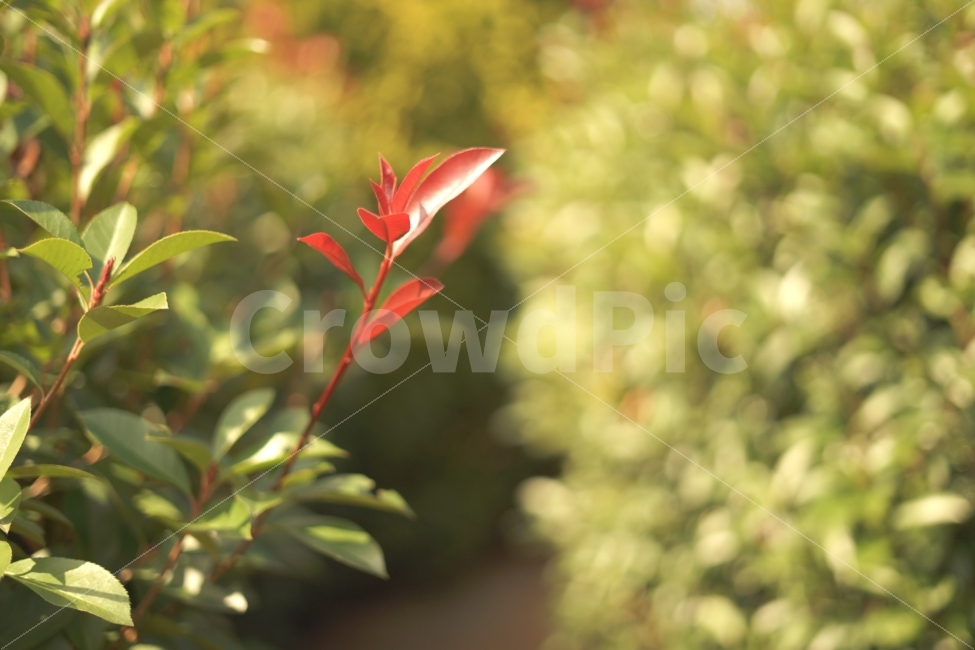 자연,가을,나무,식물,잎,식물,자연,plants,nature,휴식,힐링,rest,relaxation,healing,감성,sensible,feeling