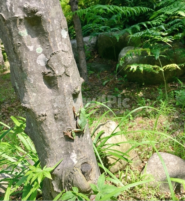 개구리,초록색,자연,나무,초록빛,동물,animal,파충류,양서류,reptile,amphibian