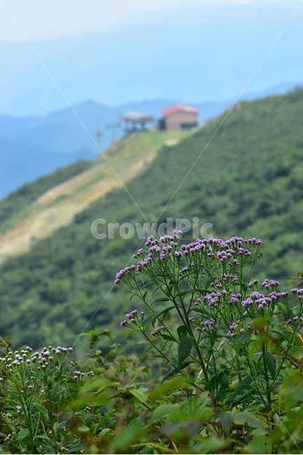 각시취,야생화,식물,자연,꽃,생태,힐링,플라워,wildflower,flower,plants,nature,season,감성,느낌,emotion,feeling,여름,초롱꽃목,국화과,취나물속,자연,풍경,nature,landscape,plant,blossom