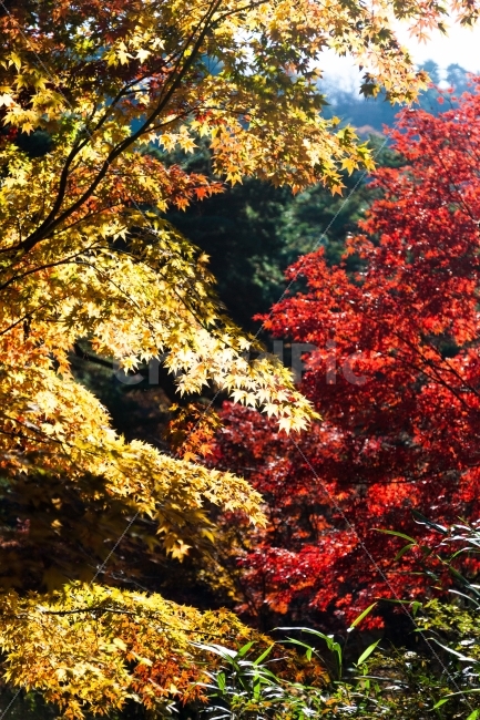 가을,단풍,나무,계절,아름다움,숲,단풍나무,autumn,leaf,tree,nature,background,fall,maple,season,environment,natural,red,yellow,plant,color,bright,frame,colorful,detail,orange,landscape,seasonal,texture,beautiful,park,잎,자연,배경화면,가을,계절,fall,autumn,season,자연,풍경,nature,landscape,식물