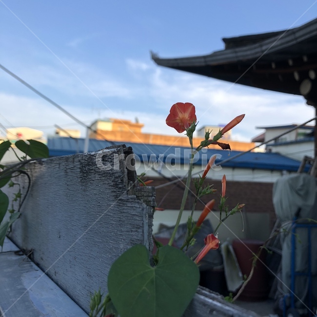 꽃,나팔꽃,담벼락,담,담장,봄,새벽,감성