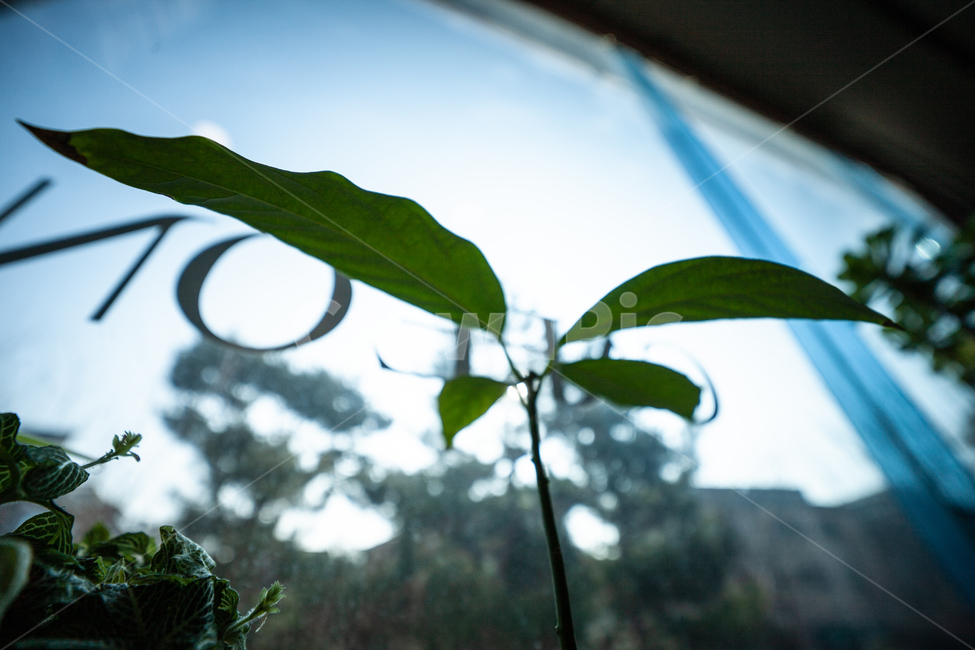 창,식물,아보카도,botanical,window,식물,자연,plants,nature