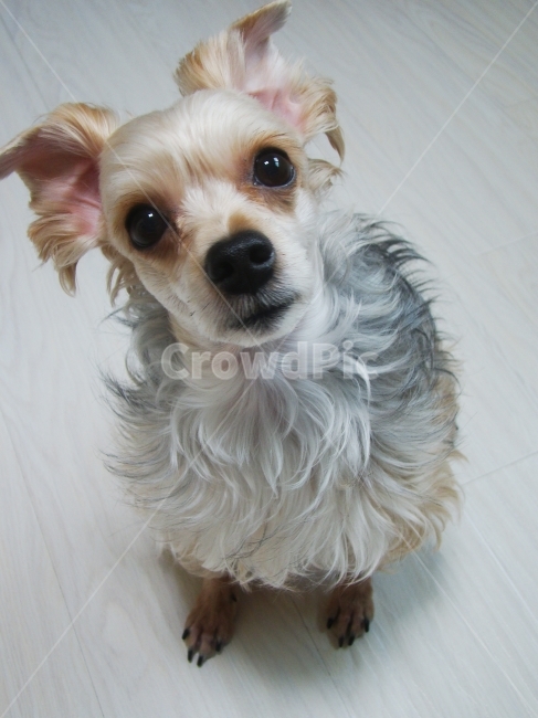 강아지,요크셔테리어,개,애완동물,dog,배경화면,배경,애견,요크셔,동물,animal,포유류,mammal,개,강아지,dog,doggy