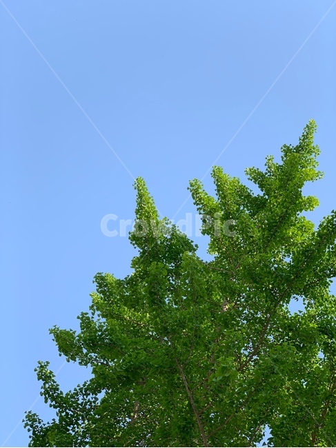 나무,초록,하늘,자연,풍경,봄,nature,tree,sky,green,배경