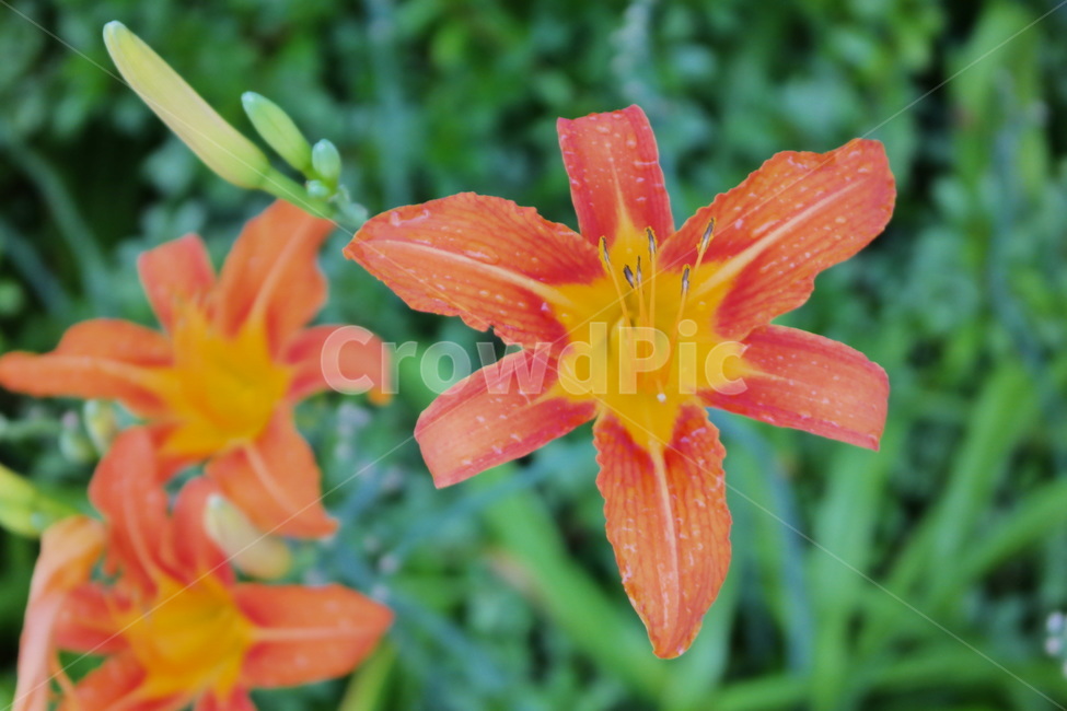 원추리,원추리꽃,꽃,백합과,주황색,주황색꽃,한국꽃,flower,plant,blossom,봄꽃,식물,식물,자연,plants,nature,꽃,flower