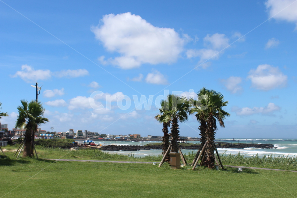 제주,제주도,바다,나무,야자수,여유로움,여유,nature,자연,outdoors,푸른하늘,sky,하늘,ocean,water,sea,물,날씨,land,땅,대양,coast,연안,자연,풍경,nature,landscape,한국자연풍경,한국자연경관,korea nature landscape,summer,여름,plant,식물,grass,잔디