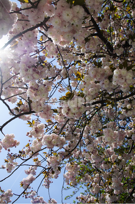 벚꽃,꽃,flower,계절,봄,spring,겹벚꽃,봄,계절,spring,season,식물,자연,plants,nature,꽃,flower,plant,blossom