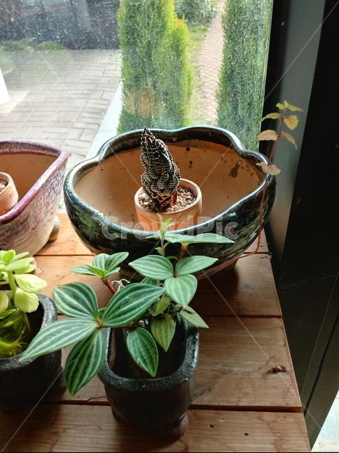 식물,소품,장식용,화분,plant,leaf,잎,도기류,식물,자연,plants,nature