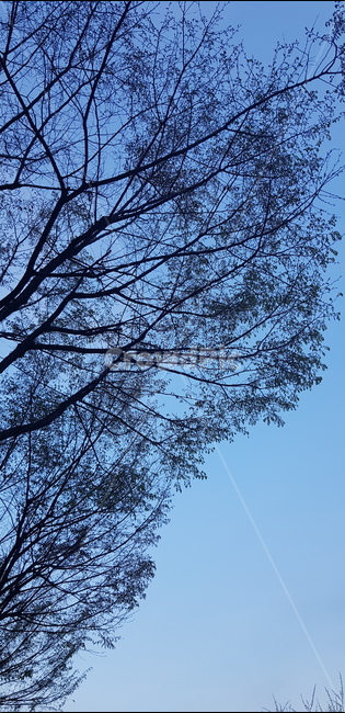 봄,나무,초저녁,감성,추위,자연,풍경,nature,landscape,tree,plant,식물